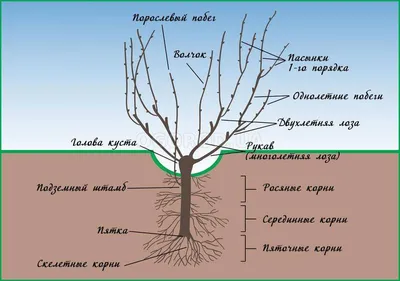 Обрезка винограда для начинающих: подробная инструкция