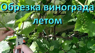 Обрезка винограда. Услуги специалистов