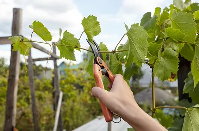 Как правильно обрезать виноград весной – весенняя обрезка лозы
