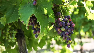 Блог про виноград Киушкина Николая: Обрезка винограда осенью на зиму с  видео и в картинках.