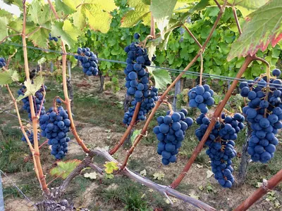 Обрезка винограда осенью: пошаговая инструкция для начинающих, схемы и  правила | ivd.ru