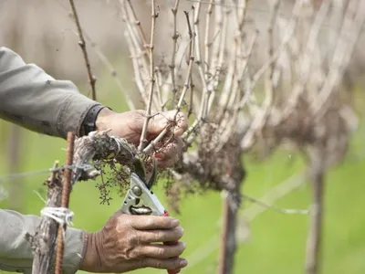 Обрезка винограда: пошаговое описание, схема, видео | Компания «Большая  земля»