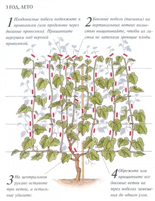 Как правильно обрезать виноград: пошаговая инструкция для начинающих  садоводов: Дом: Среда обитания: Lenta.ru