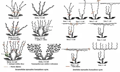 Летняя обрезка винограда - Форум портала Смолдача