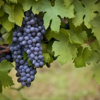 Виноград под прикрытием | Пикабу