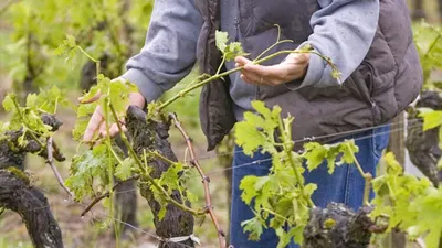 Формирование куста винограда - основные виды формирования