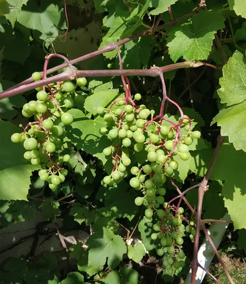 Весенняя обработка винограда: какие средства и когда использовать