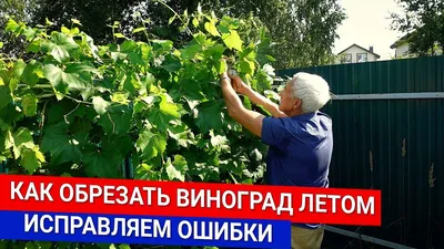 Осенняя обрезка и укрытие винограда - GreenMarket