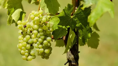 Обрезка (подрезка) винограда весной, в том числе для начинающих,  особенности в Украине, Беларуси, средней полосе России и других регионах