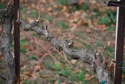 Обучение ландшафтному дизайну on Instagram: \"Как правильно обрезать виноград  🍇 ⠀ Правильная обрезка винограда – залог нормального роста и хорошего  урожая. Некоторые начинающие садоводы не знают, как подступиться к этому  важному процессу,
