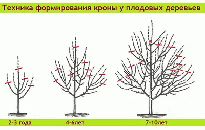 Вишня-посадка, выращивание, уход - Флора Питомник - плодовый и садовый  питомник растений, продажа саженцев и рассады на весну 2021