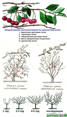 Обрезка вишни осенью для начинающих садоводов | Дачник.RU | Дзен