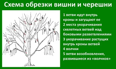 Обрезка деревьев весной для начинающих в картинках пошагово (схема) | Уход  за садом, Сад, Растения