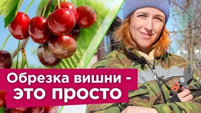 КАК ОБРЕЗАТЬ ВИШНЮ ВЕСНОЙ? Ягоды будут огромного размера, а дерево  компактным - YouTube