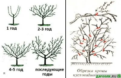 Обрезка вишни осенью для начинающих садоводов | Дачник.RU | Дзен