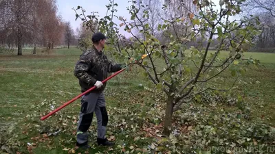 Схема обрезки вишни осенью - для чего нужна обрезка, как проводить