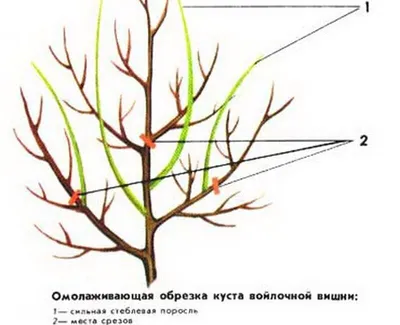 Формирование и обрезка вишни