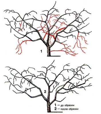 Формирование черешни и вишни по системе «Испанский куст» | Florius