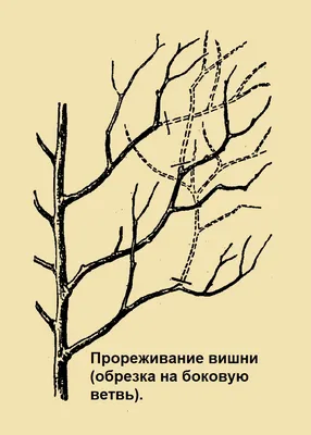 Обрезка плодовых деревьев весной: схемы и картинки для начинающих