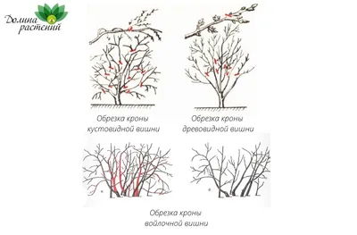 Как и когда правильно обрезать вишню по схеме