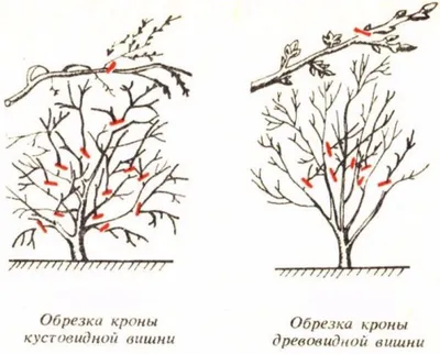 Обрезка фруктовых деревьев весной