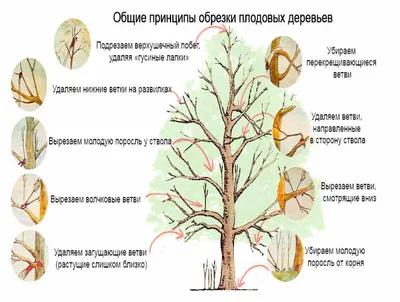 Обрезка груши весной | Огород, Сад, Груша