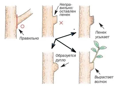 Обрезка вишни | Florius