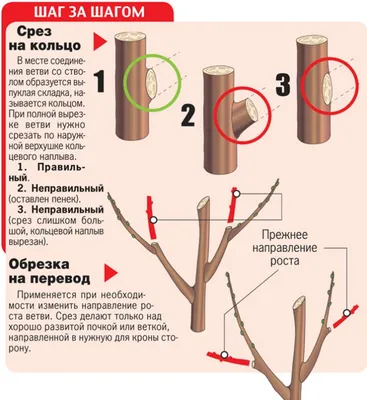 Формирование кроны вишни. Услуги агрономов.