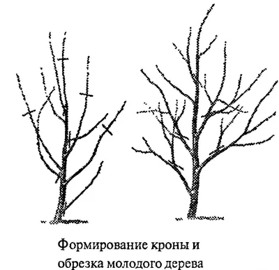 Обрезка Вишни - Услуги - Минск и Область [Цена 2024]