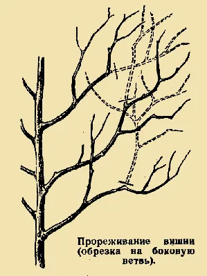 Обрезка и формирование плодовых деревьев. Садовый практикум.  Ландшафтно-художественная мастерская ПЕЙЗАЖ.