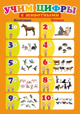 Развивающий плакат Животные Учим цифры А3 - купить с доставкой по выгодным  ценам в интернет-магазине OZON (617903769)