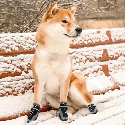 M-Pets (М-Петс) Hiking Dog Shoes - Обувь для пешего туризма для собак (1  пара) - Купить онлайн, цена и отзывы на E-ZOO