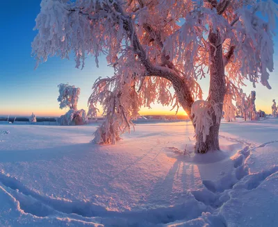 Очень красивая зима фото фотографии