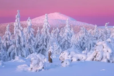 ❄️Зима в Сибири суровая, но очень красивая. Морозный лес мы сняли недалеко  от Дивногорска. Скоро покажем больше фотографий. | Instagram