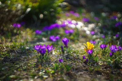 астромедиа цветок очень красивый цветок весны близко Стоковое Фото -  изображение насчитывающей сад, пастельно: 220393860