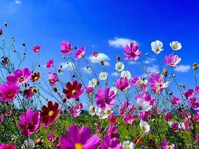 астромедиа цветок очень красивый цветок весны близко Стоковое Фото -  изображение насчитывающей серо, художничества: 220394168