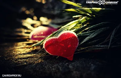 Фотопроект \"День святого Валентина\"
