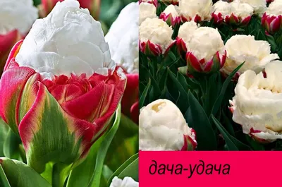 Тюльпаны розовые Т-16 купить по цене 1900.00 руб. с доставкой по Туле –  интернет-магазин «Расцветочка»