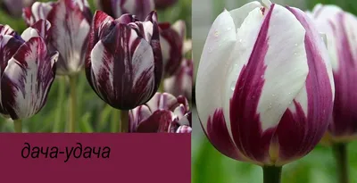 Купить тюльпаны цена за штуку в Екатеринбурге – тюльпаны поштучно.