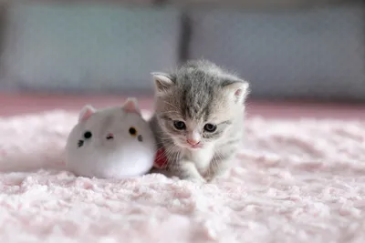 Милые котики очень милые маленькие котята - картинки и фото koshka.top