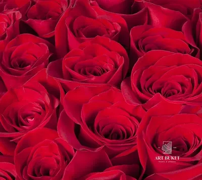 Очень красивый букет алых роз, …» — создано в Шедевруме