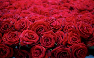 Давно не публиковали розы😄 У нас их много разных и все очень крутые🌹 🌿На  фото 15 бордовых роз с веточками эвкалипта 🌿цена: 1250р 🌿по цвету и  наличию уточня…