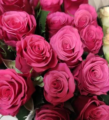 Красивые цветы красные розы (69 фото)