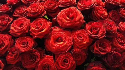 Розы | Доставка цветов Саранск | Цветы в Саранске | FlowerBox
