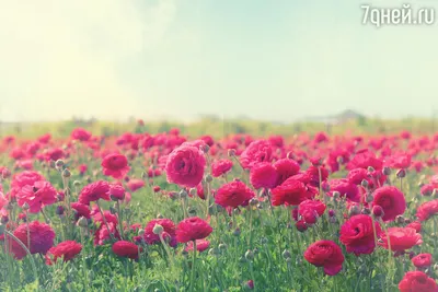 Закрытый вид на красивую корзину красных роз Стоковое Изображение -  изображение насчитывающей уникально, использовано: 168763465