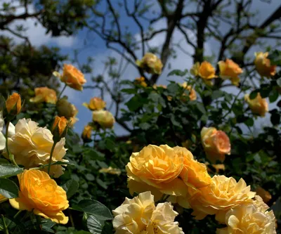 Очень много свежих роз приняли сегодня 🌹 Но как показывает практика, розы  долго не задерживаются, сразу разлетаются по броням 😉 Для заказа… |  Instagram