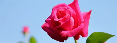 101 роза: особенности и символизм роскошного букета – FLOWRY
