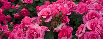 Какие сорта роз выбрать начинающему цветоводу