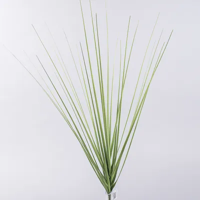 Сухоцвіти трави злаки для декору очерет камиш: цена 5 грн - купить  Интерьерные аксессуары на ИЗИ | Одесса