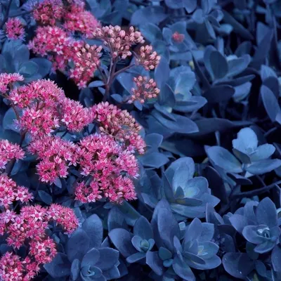 Многолетние цветы Очиток видный Карл (Sedum spectabile Carl) р9 купить по  цене 248 руб. | Доставка Смоленск, Москва, СпБ